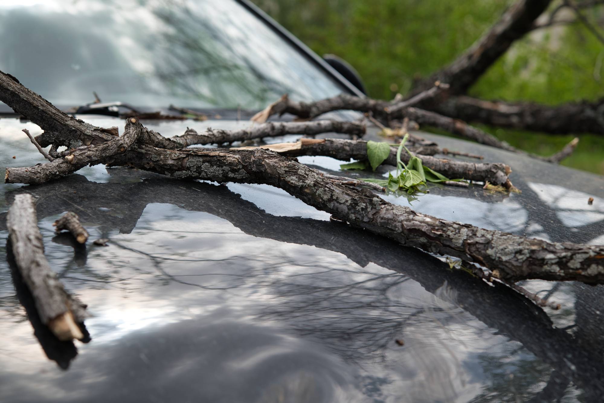 The Hidden Damage of Tree Sap—and How Regular Washing Can Prevent It