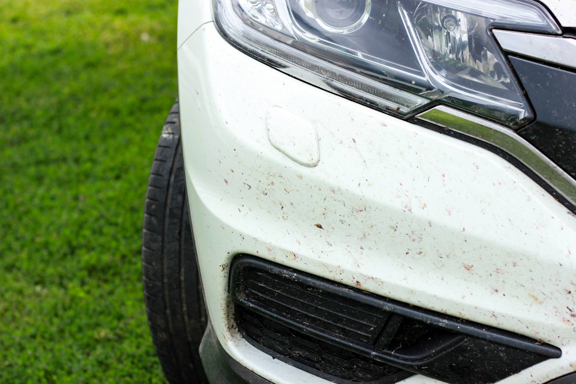 Why Bug Splatter Is Worse Than You Think — And How to Safely Remove It